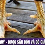 Vảy gà quý